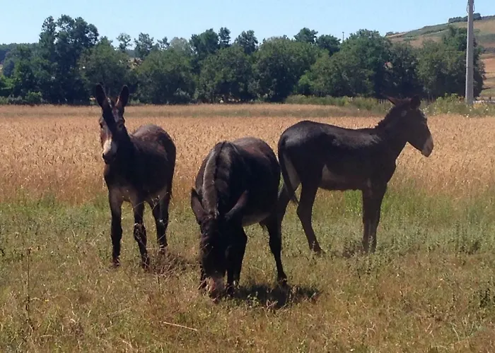 Don Carlo Di Charme Bio בית חווה Le Pioppe
